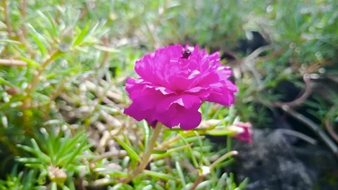 Close-up macro footage of an insect jumping and landing on a Portulaca grand Stock Footage 331847356