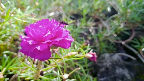 Close-up macro footage of an insect walking on a Portulaca grandiflora flowe Stock Footage 331847366