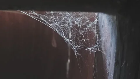 Close up macro footage revealing a intricate and dusty spiderweb constructed Stock Footage 346315053