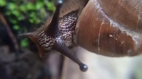 Close-Up Macro Footage of Snail Crawling Stock Footage 315770465