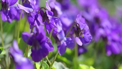 Close-up macro footage of sweet violet flowers (Viola odorata) in sunlight Stock Footage 331385980