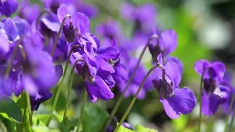 Close-up macro footage of sweet violet flowers (Viola odorata) in sunlight Stock Footage 331387378