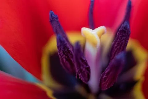 Close-up macro fresh spring bouquet of tulips with transparent dew water drop Stock Photos