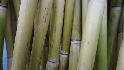 Close-up macro of fresh sugar cane stalks with smooth surface, vertical. Stock Photos