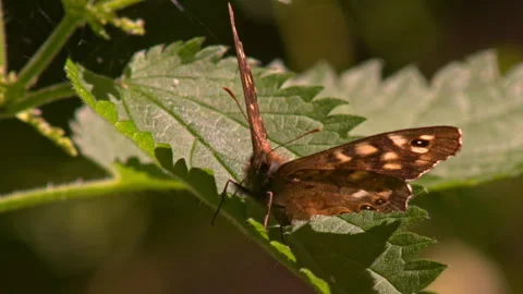 Close up macro frontal shot of speckled wood butterfly with antenna visible Stock Footage 251034468