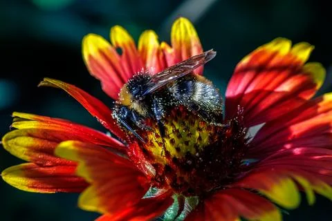 Close-up macro of furry bumblebee covered in pollen collecting nectar on bright  Stock Photos