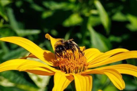 Close-up macro of fuzzy bumblebee covered in golden pollen gathering nectar on y Stock Photos