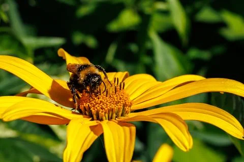 Close-up macro of fuzzy bumblebee covered in golden pollen gathering nectar on y Stock Photos