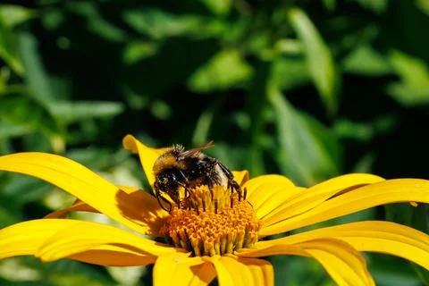 Close-up macro of fuzzy bumblebee covered in golden pollen gathering nectar on y Stock Photos