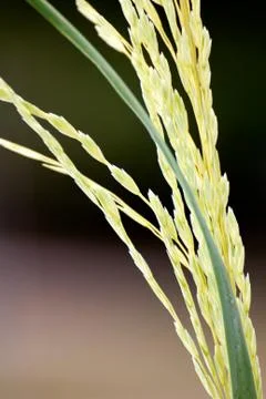 Close-up Macro of Grass Stalk Stock Photos