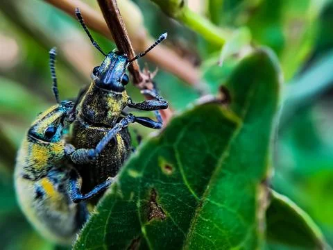 Close-up macro green beetles mating on a green leaf tree branch Stock Photos