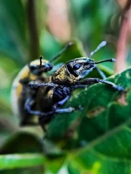 Close-up macro green beetles mating on a green leaf tree branch Stock Photos