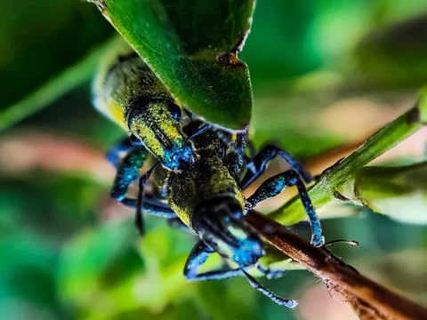 Close-up macro green beetles mating on a green leaf tree branch Stock Photos