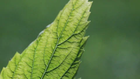 Close up macro with a green leaf Stock Footage 90266499