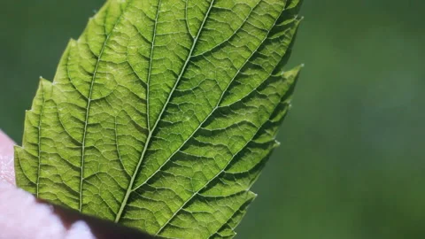 Close up macro with a green leaf 스톡 동영상 90266528