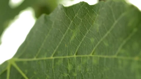 Close-up macro green leaf with nature background in summer Video stock 197793852