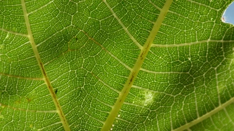 Close-up macro green leaf's vein detail. nature macro leaf in summer Video stock 201292346