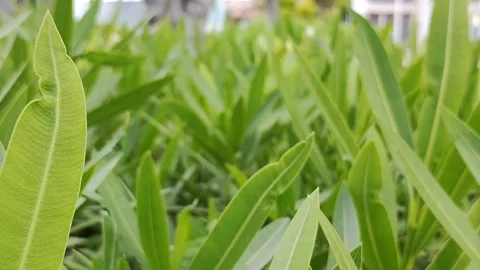 Close Up Macro of Green Oleander Leaves Background 4K Video stock 335281466