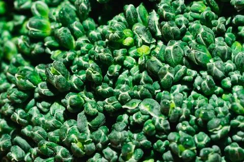 Close-up macro, green texture of broccoli vegetables. Stock Photos