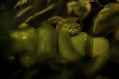 Close-up macro of a Green tree python snake assimilated with the background 스톡 사진