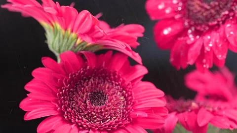 Close-up macro of heavy raindrops landing on pink gerbera flowers. Fresh, w.. Stock Footage 317314776