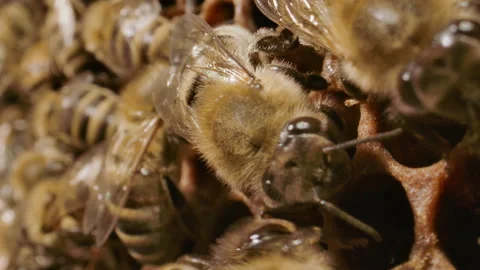 Close up macro of honey bee drones on hive Video stock 161913184