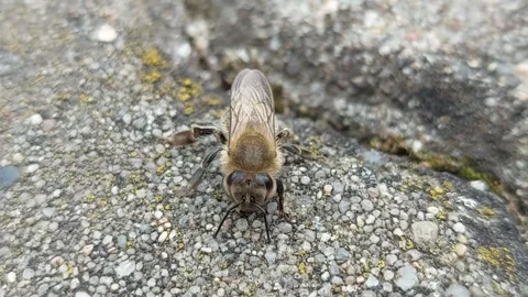 Close-up macro of a honey bee resting and crawling on a concrete ground Stock Footage 338282370