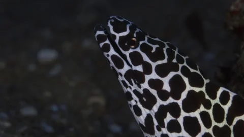 Close-Up Macro of Honeycomb Moray Eel Stock Footage 339784235