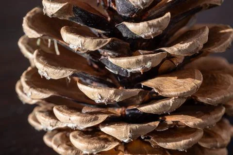 Close-up macro image of a brown pine cone with intricate texture and natural Stock Photos