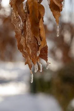 Close up macro image of a brown white oak leaf (quercus alba) covered with ice Stock Photos