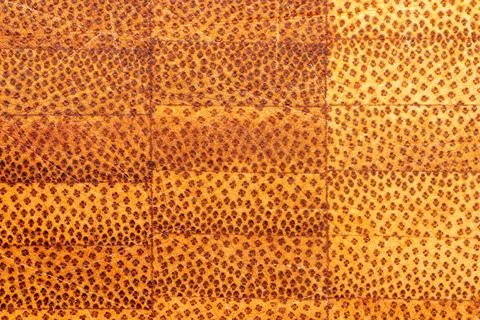 Close-up Macro Image of Cross Section of Bamboo Wood Stock Photos