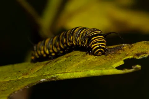 Close up macro image of a danaus plexippus (monarch) caterpillar on a milkweed Stock Photos