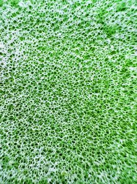 Close-up macro image of the green mop grid cells Stock Photos