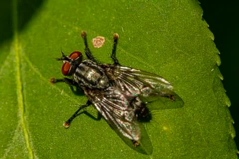 Close up macro image of a household fly on a green leaf outside. Stock Photos