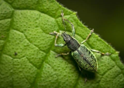 Close up macro image of Insect. Stock Photos