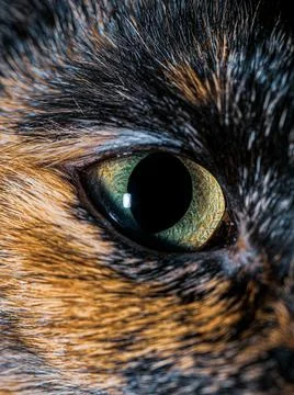 Close Up Macro Image of a Kitten's Eye Showing The Iris and Pupils Stock Photos
