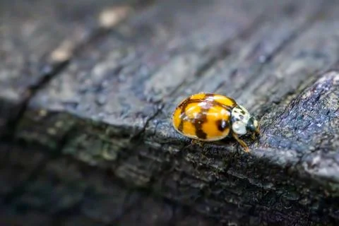 Close-up macro image of a ladybug crawling on a textured wooden surface. Foto stock