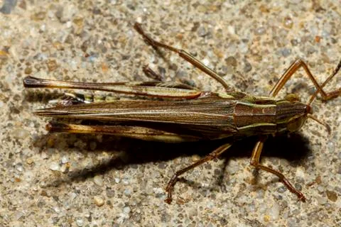 Close up macro image of a large two striped grasshopper (Melanoplus bivittatus) Stock Photos