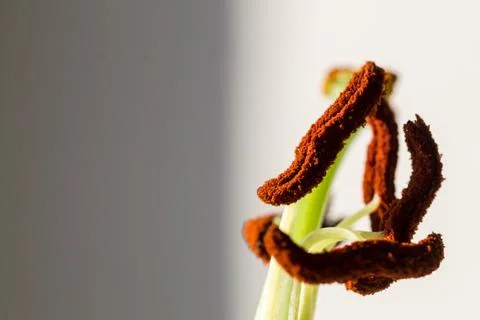 Close up macro image of pollen covered white Lilly stamens with copy space an Stock Photos
