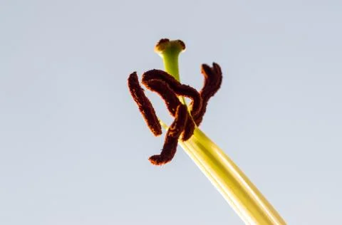 Close up macro image of pollen covered white Lilly stamens with copy space an Stock Photos