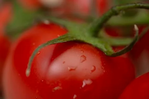 Close up macro image of a red ripe tomato on a green vine Stock Photos