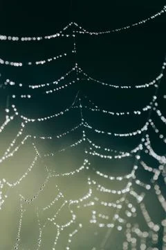 Close up macro image of a spiderweb covered in water droplets. Stock Photos