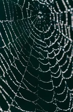 Close up macro image of a spiderweb covered in water droplets. Stock Photos