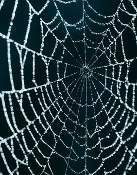 Close up macro image of a spiderweb covered in water droplets. Stock Photos