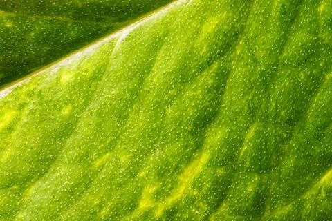 Close-up Macro Image of Surface of Green Leaf Showing Natural Texture for B.. Stock Photos