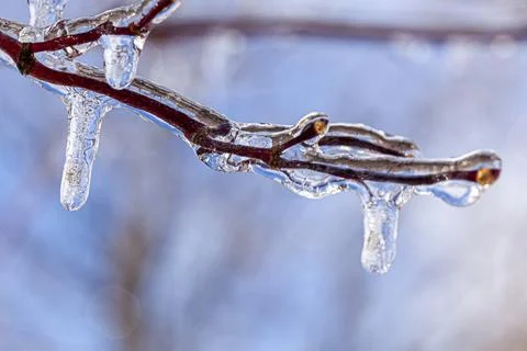 Close up macro image of tiny tree branches covered with water ice and icicles Stock Photos