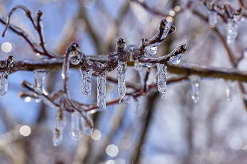 Close up macro image of tiny tree branches covered with water ice and icicles Stock Photos