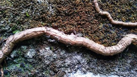Close-up macro image of tree roots creeping up a moss wall Stock Photos