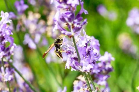 Close-up macro image of a wasp pollinating lavender flowers in nature Stock Photos