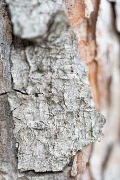 Close macro image of wood bark Stock Photos